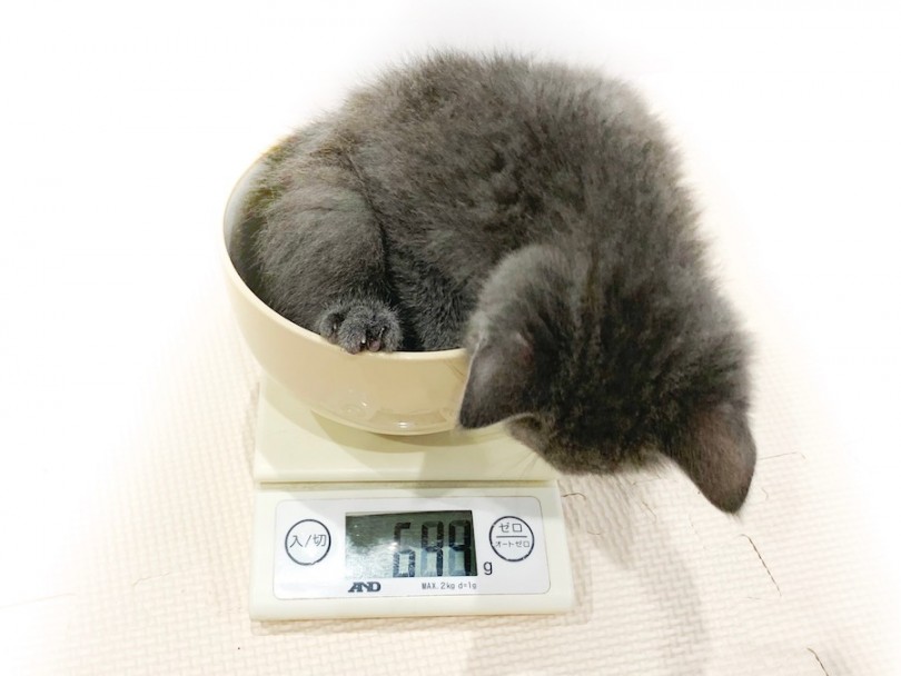 成猫時には5kg前後を予想 | ブリティッシュショートヘア （11787） - 横浜 白楽店