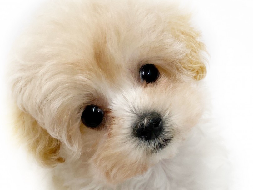ぬいぐるみのようなお顔 | MIX犬 マルプー （412940） - さいたま 武蔵浦和店