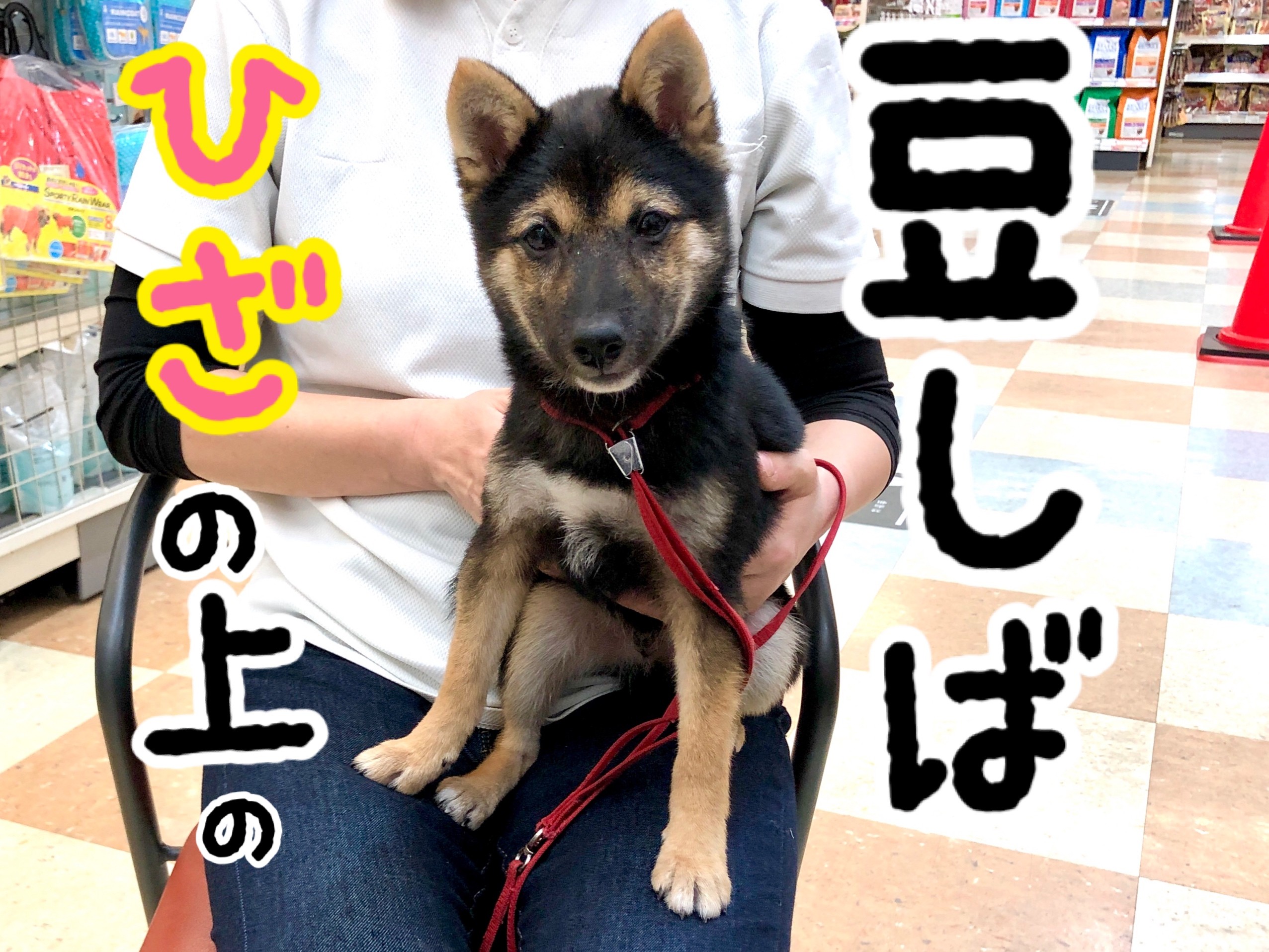 豆柴 】ひざの上の豆しばの気になる体重＆体高＆体長 | マルワンBLOG | ペットショップ マルワン 小さめ子犬 美形な子猫 初心者安心のサポート