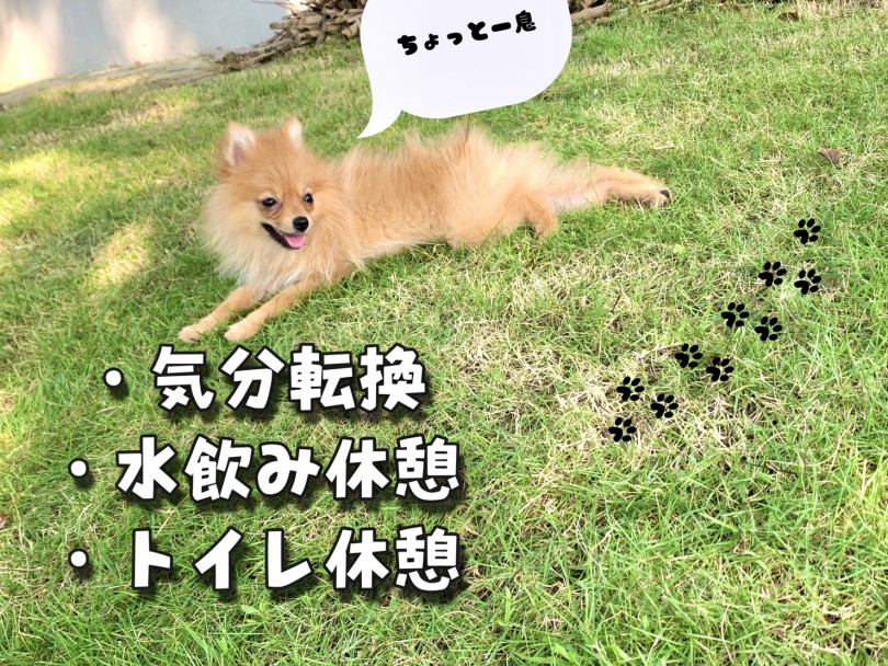 愛犬とドライブ楽しむ | 愛犬とおでかけ - お役立ち情報 - 東川口店