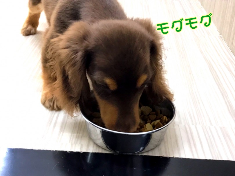 現在の食事は1日2回ロイヤルカナン子犬用ドライフード | ミニチュア・ダックスフント （412916） - さいたま 武蔵浦和店