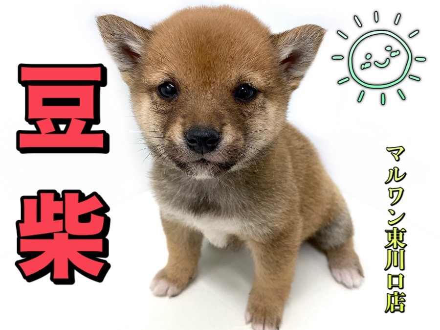 豆柴Rページ 豆柴 】日本豆柴協会認定の豆柴犬！本場熊本より登場！！ | マルワン