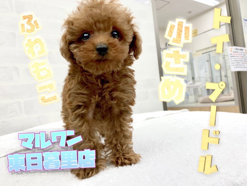 トイ・プードル 】人気No1の小さめトイプー！カットで魅せる