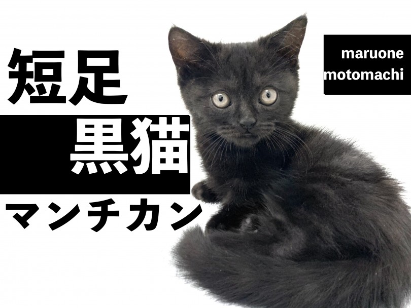 【 黒猫マンチカン 】短足な黒猫ちゃん、実は幸運を呼ぶにゃんこ！