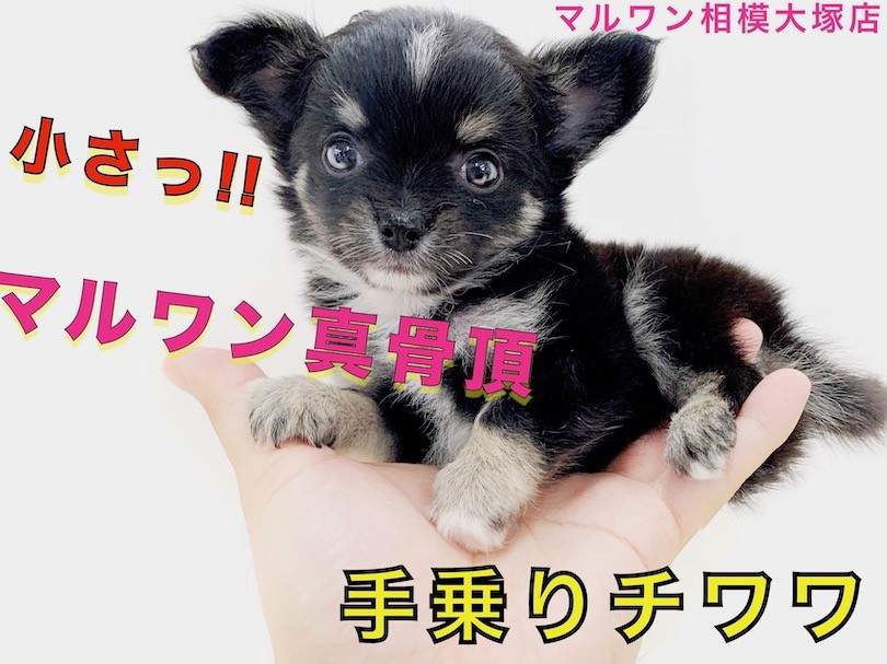 リアルで可愛いワンちゃん」チワワ現品