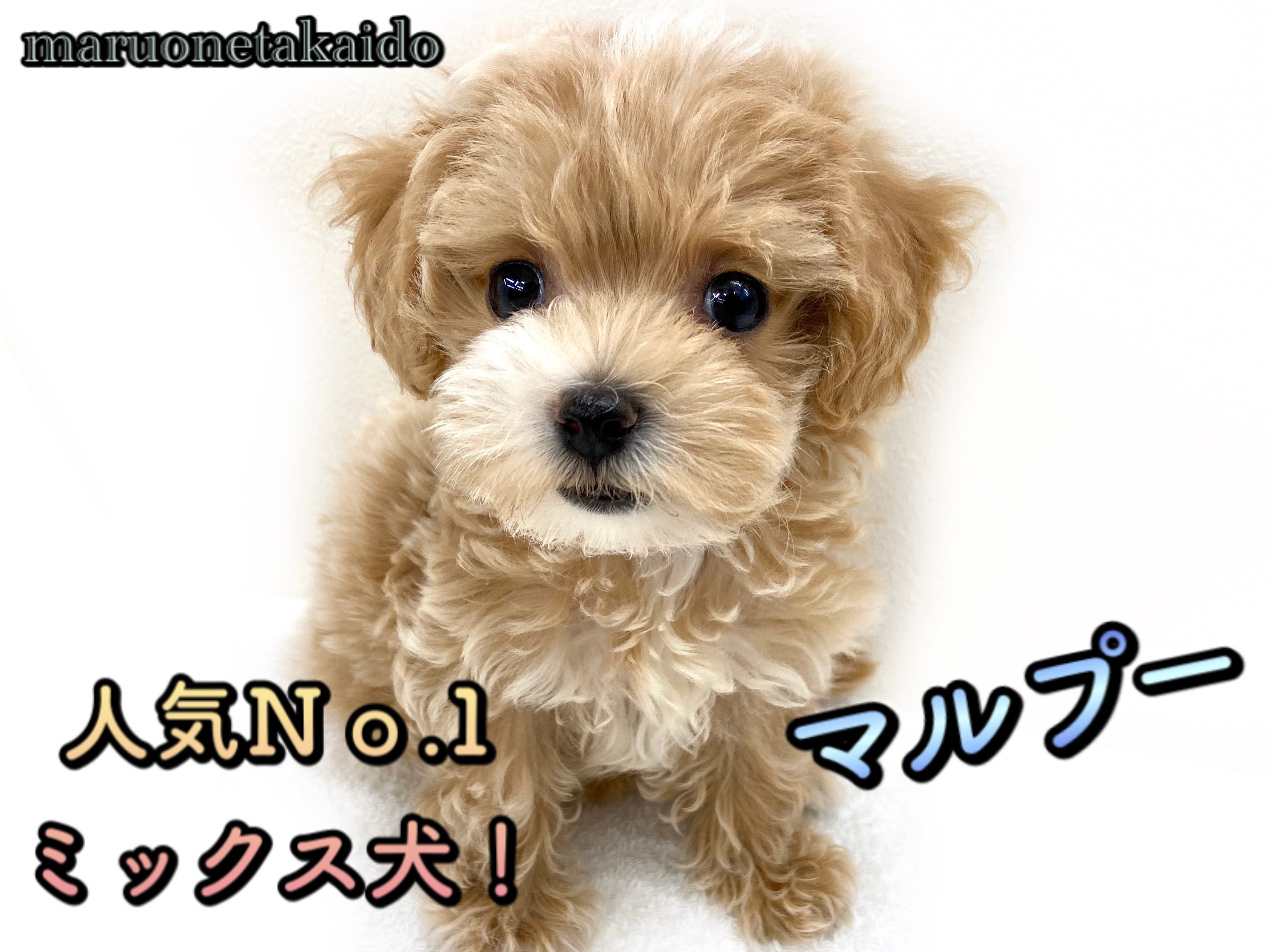 マルプー 】人気NO.1MIX！いい所取りのハイブリット犬！！ | マルワン 