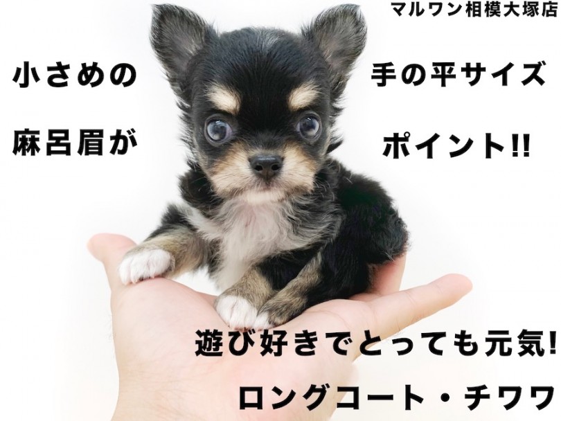 【 チワワ 】世界最小犬種の中でも小さめの手の平サイズ！寝姿に癒されます！