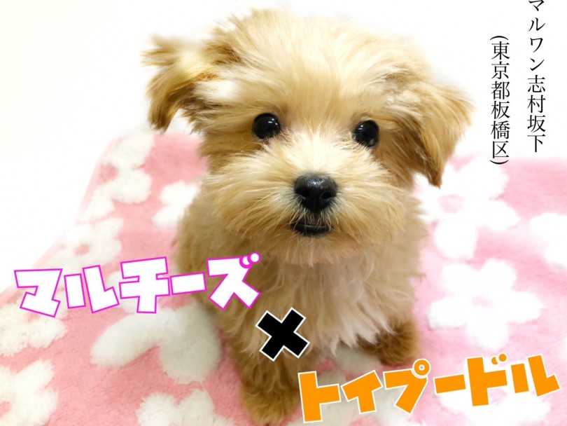 【 マルプー 】親バカ必至！マルチーズとトイプードルのいいとこどり最強MIX！