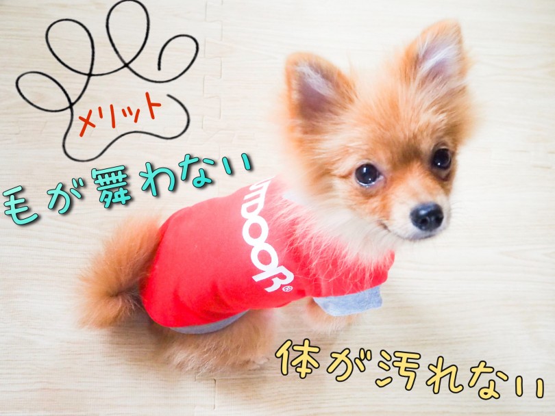 松島の愛犬の心春(こはる) | 愛犬とおでかけ - お役立ち情報 - 東川口店