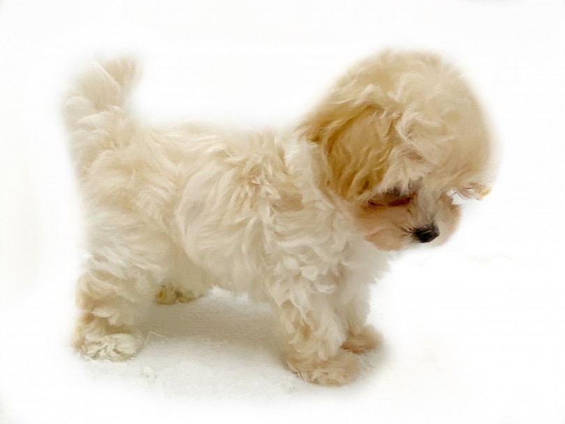 人気の体型！足短めドワーフタイプ！ | MIX犬 マルプー （412940） - さいたま 武蔵浦和店