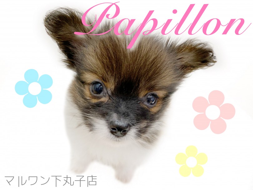 【 パピヨン 】「蝶のような犬」と言われるパピヨンの子犬をご紹介！