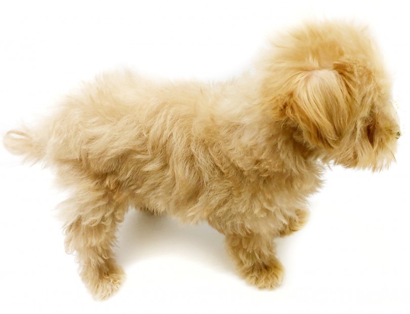 ママとパパのいいところを受け継いだ素敵なからだ | MIX マルプー （914598） - 志村坂下店