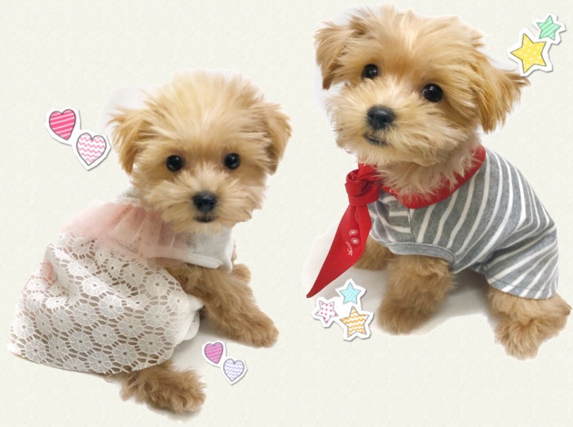 お洋服でおしゃれが楽しみです！ | MIX マルプー （914598） - 志村坂下店