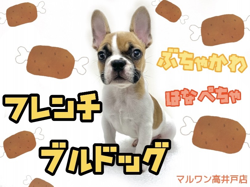 フレンチブルドック 超レアカラー 二度見必須のハニーパイド マルワンblog ペットショップ マルワン 小さめ子犬 美形な子猫 初心者安心のサポート