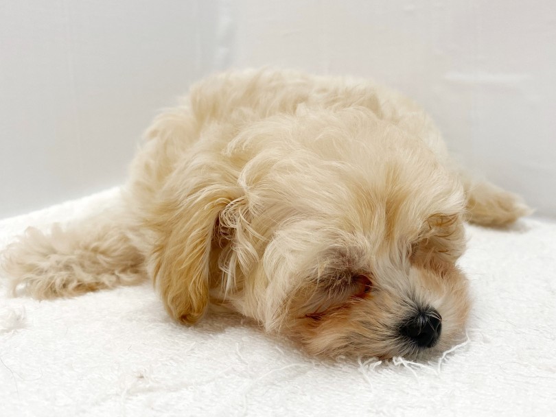 思いっきり遊んで、こてっと寝る！ | MIX犬 マルプー （412940） - さいたま 武蔵浦和店