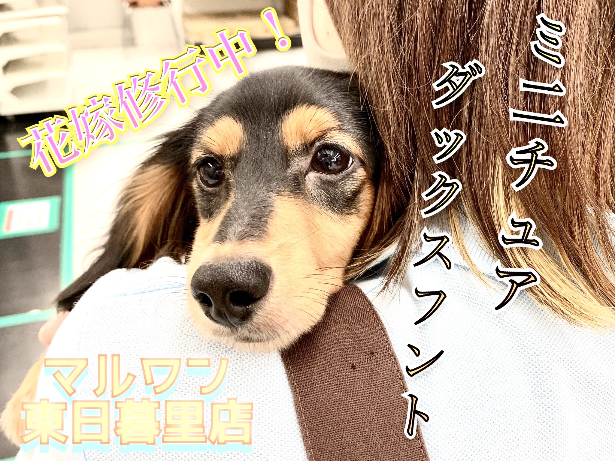 ミニチュア ダックスフント 可愛いから美人へ 大人の階段駆け上がり中 マルワンblog ペットショップ マルワン 小さめ子犬 美形な子猫 初心者安心のサポート
