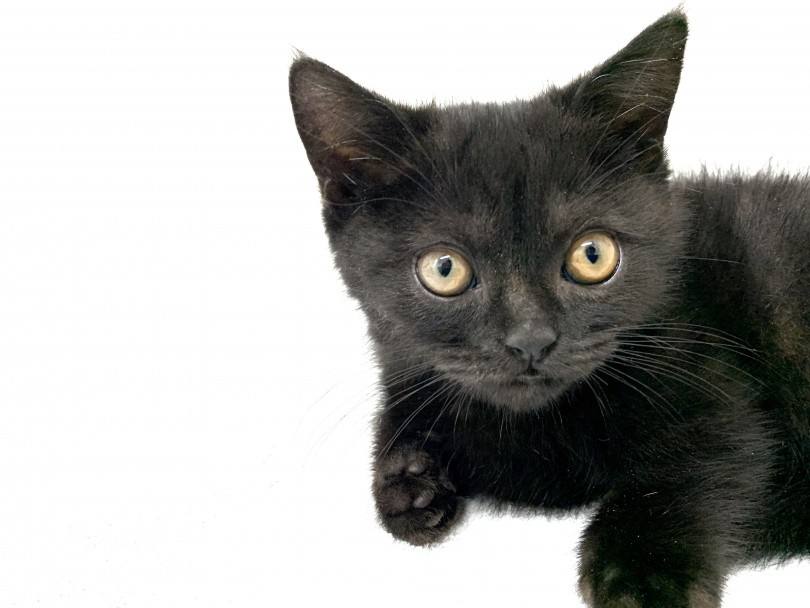 実は黒猫は「幸運を呼ぶ猫」 | マンチカン （140525） - 横浜 元町店