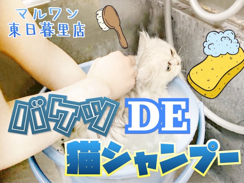 【 ペルシャ・猫シャンプー 】東日暮里流猫シャンプーをご紹介！