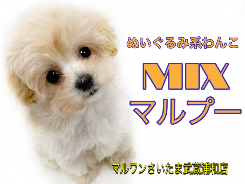 【 MIX 】初めてワンコを飼う方にオススメ！小さめマルプーくん！