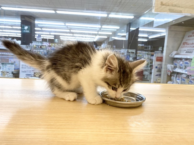 ガッつかずゆっくり食べるお上品な食べ方 | ノルウェージャンフォレストキャット （311975） - 港北ニュータウン店