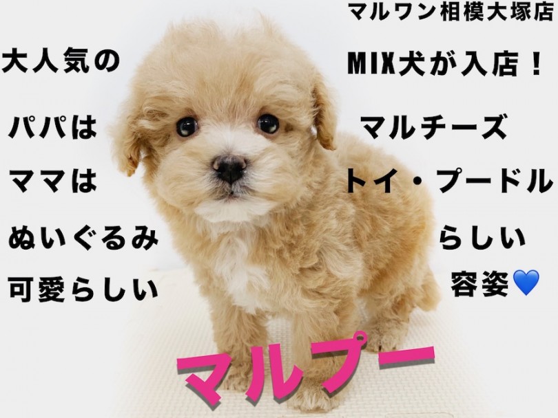 【 MIX 】ぬいぐるみのような抱き心地!大人気のミックス犬マルプー登場