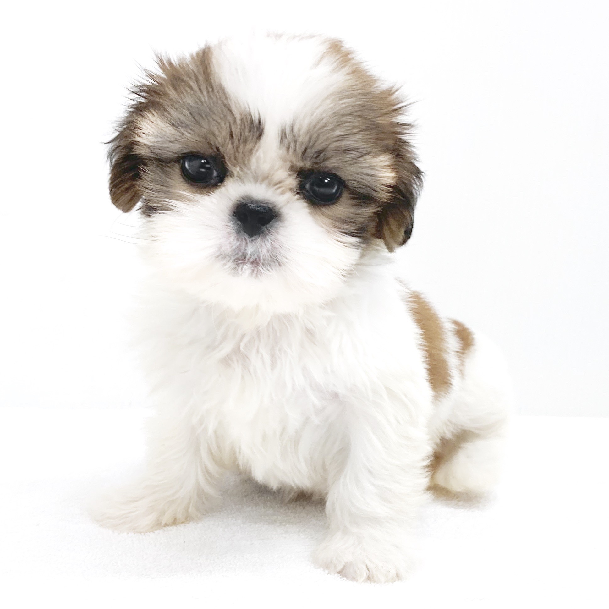 シーズー | ペットショップ マルワン 小さめ子犬 美形な子猫