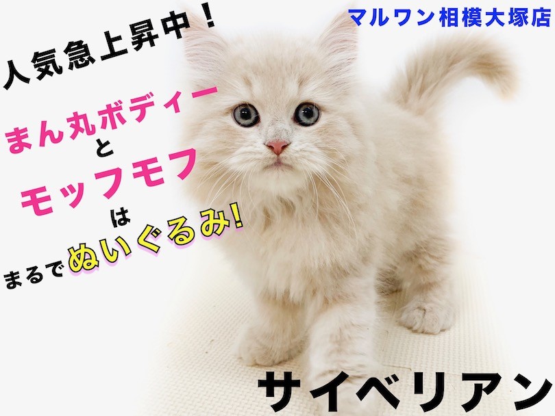 サイベリアン 】猫アレルギーの方必見！ぬいぐるみ級もふもふイケ