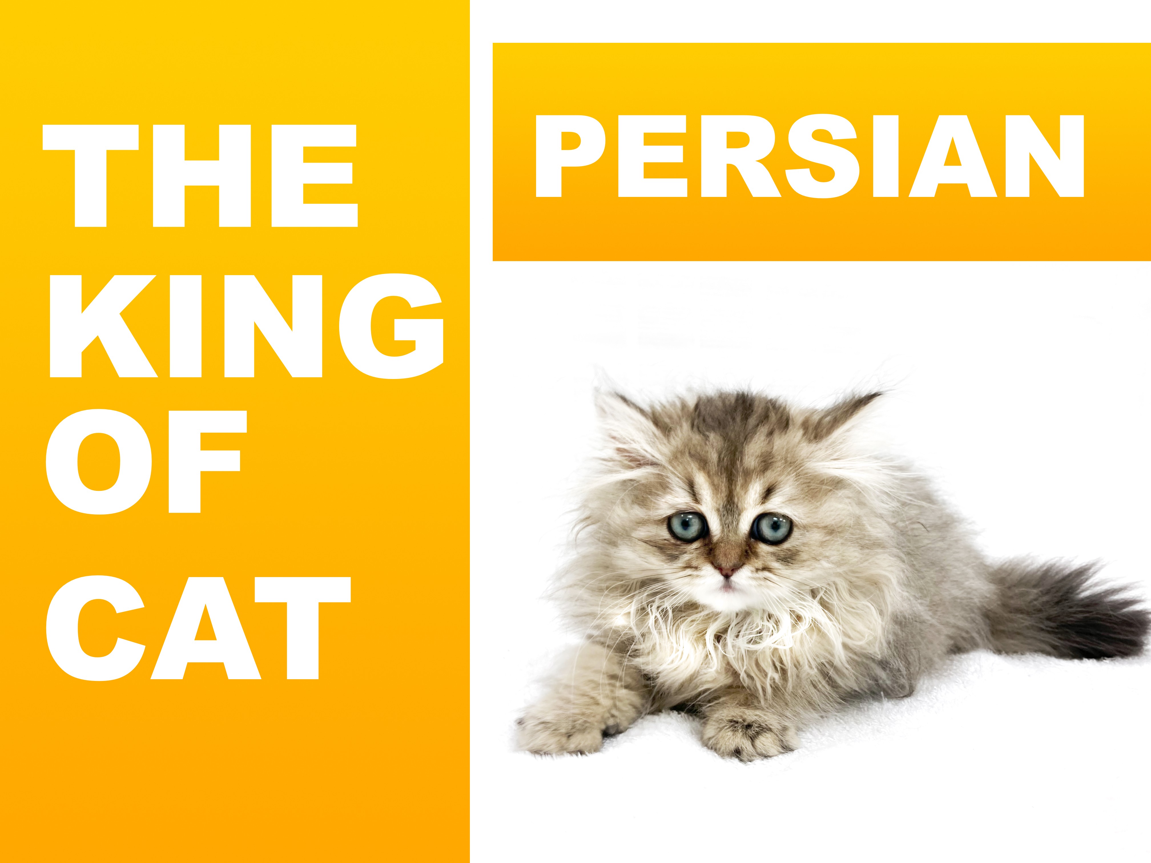 ペルシャ 】ねこ界の王様と言われているチンチラゴールデン降臨