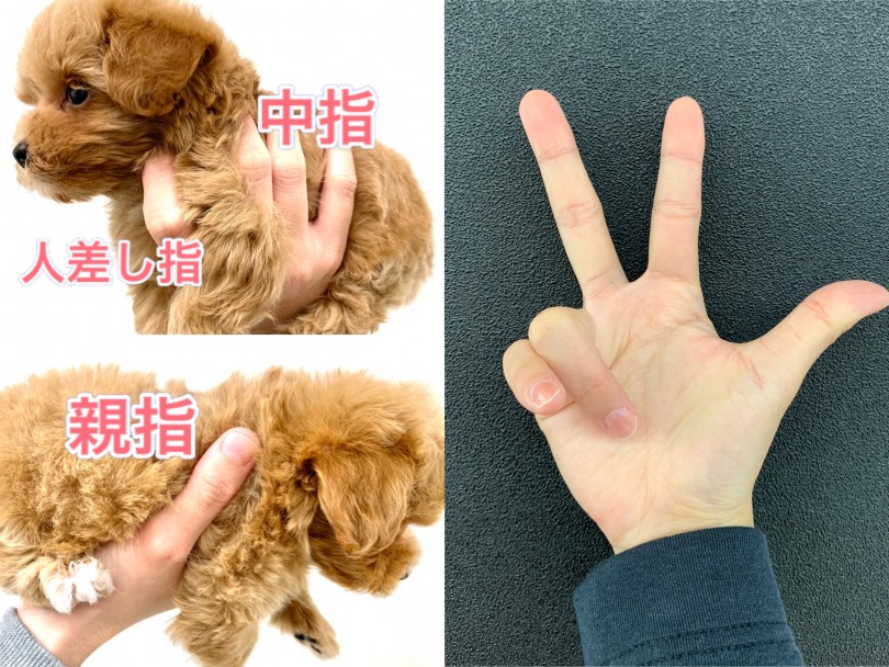 子犬がスッと落ち着く、魔法の抱っこをご紹介！ | MIX マルプー （150144） - 東川口店