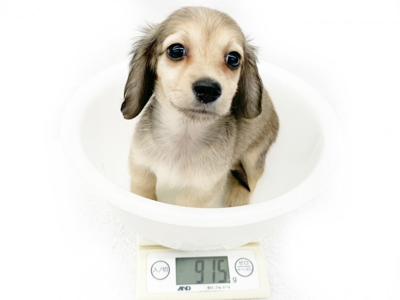 成犬時の予想体重は3kg~4kgくらい | ミニチュア・ダックスフント （014345） - 東日暮里店