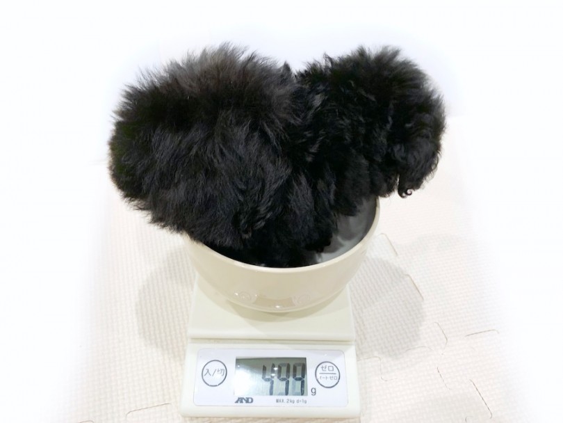 >生後50日時点での体重は444g | トイ・プードル （11794） - 横浜 白楽店
