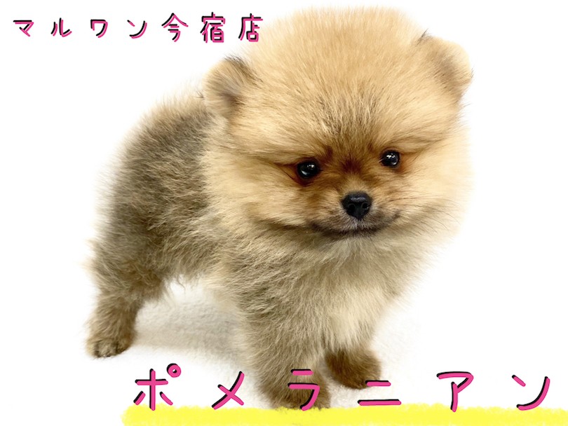 ポメころび様＊ ポメラニアン 】黒ポメ改め子熊？愛らしさ大爆発なニュー