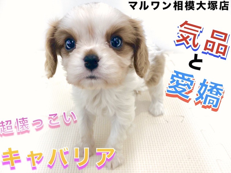 キャバリア 人気のブレンハイム 優しい顔つきと性格で寄り添う室内犬のブログ マルワンblog ペットショップ マルワン 小さめ子犬 美形な子猫 初心者安心のサポート