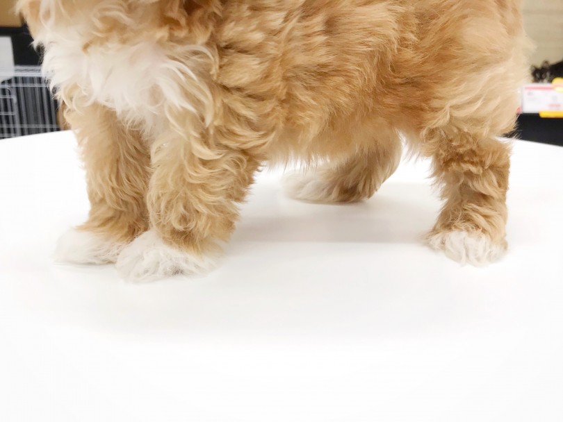 胸元と足元の白いポイント！ | MIX犬 マルプー （119257） - 梅島店