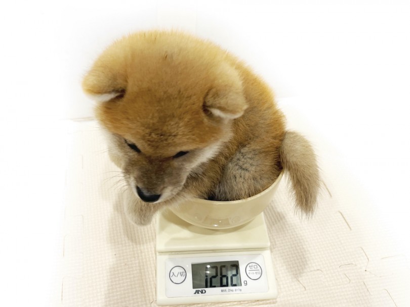生後65日時点での体重は1262g | 柴犬 （11798） - 横浜 白楽店