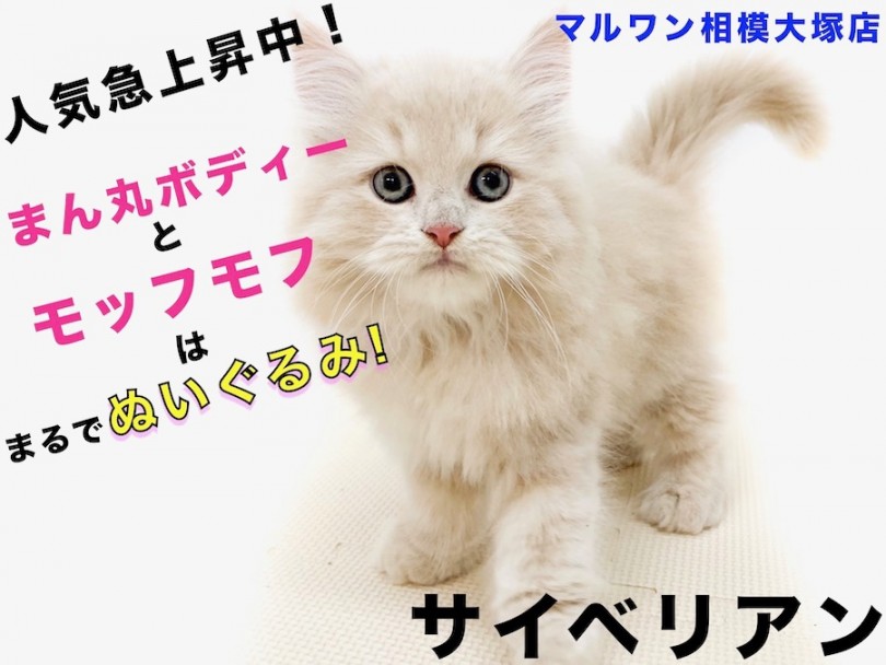 【 サイベリアン 】猫アレルギーの方必見！ぬいぐるみ級もふもふイケにゃん登場！