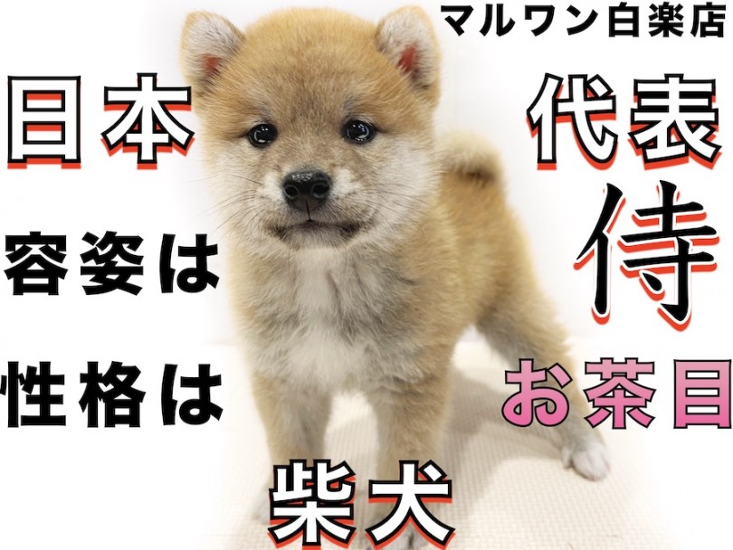 【 柴犬 】日本代表！侍の様な容姿とお茶目な性格が可愛い！子犬らしさ全開！