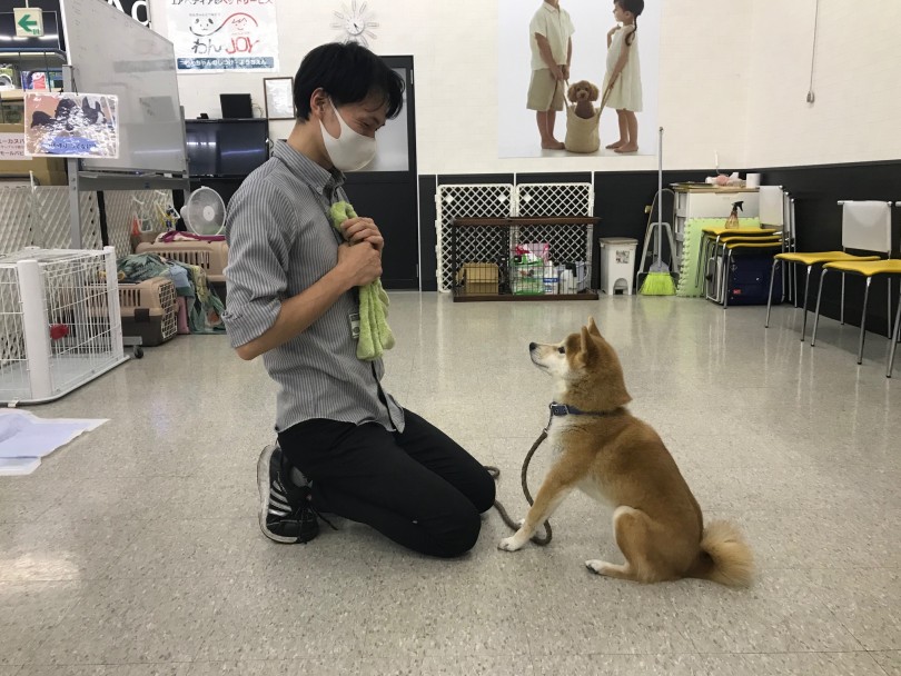 5ヶ月～10ヶ月の子犬のトレーニングポイント | 子犬のトレーニング - 鎌ヶ谷店