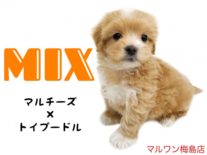 【 MIX犬 】ぬいぐるみ系わんこ！マルプーちゃんとの生活をご案内！
