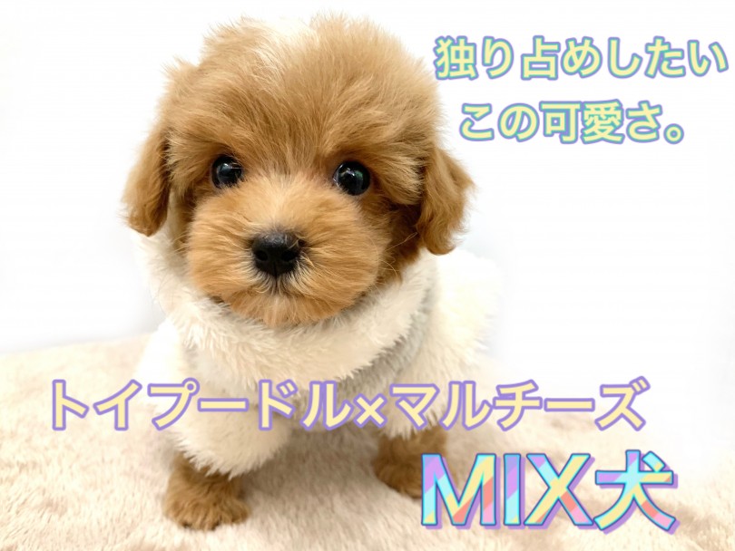 【 MIX 】天使のルックス×超甘えんぼうのWパンチ！小さめマルプーの男の子！
