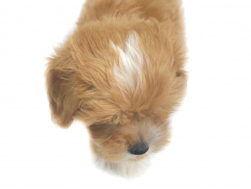 チャームポイント 頭の白いライン！ | MIX犬 マルプー （119257） - 梅島店