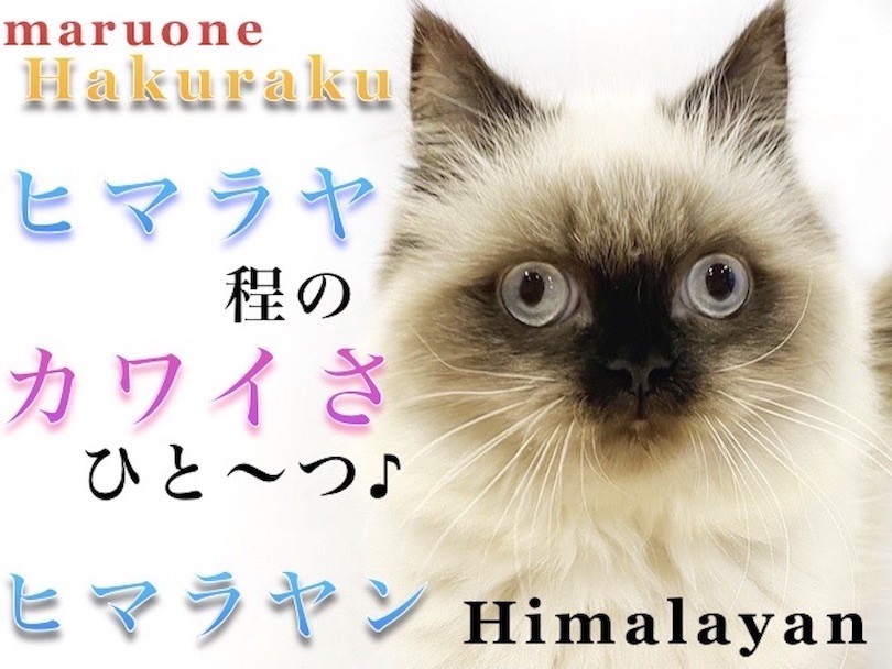ヒマラヤン 】懐っこいドールフェイスの持ち主！手入れ＆食事の