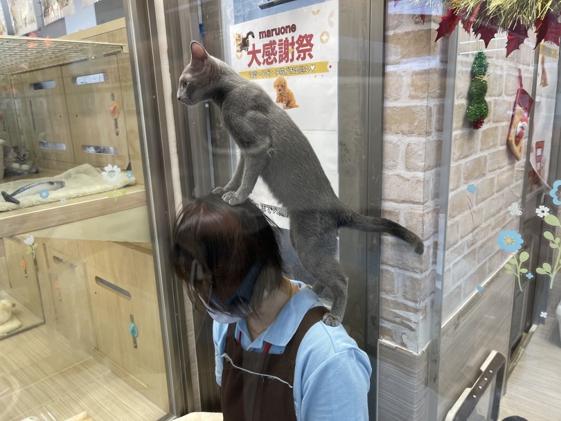 大倉山店のスタッフは全員猫ちゃんを飼っているので分からないことは何でもお聞きくださいね♡ | ロシアンブルー （6130963） - 大倉山店