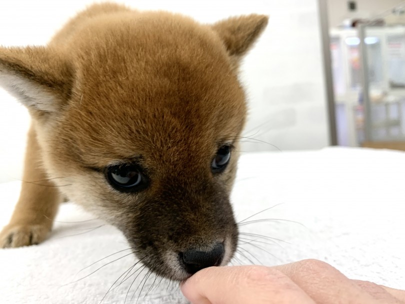 初めて柴犬を迎える方でも安心の甘えん坊 | 柴犬 （014346） - 東日暮里店