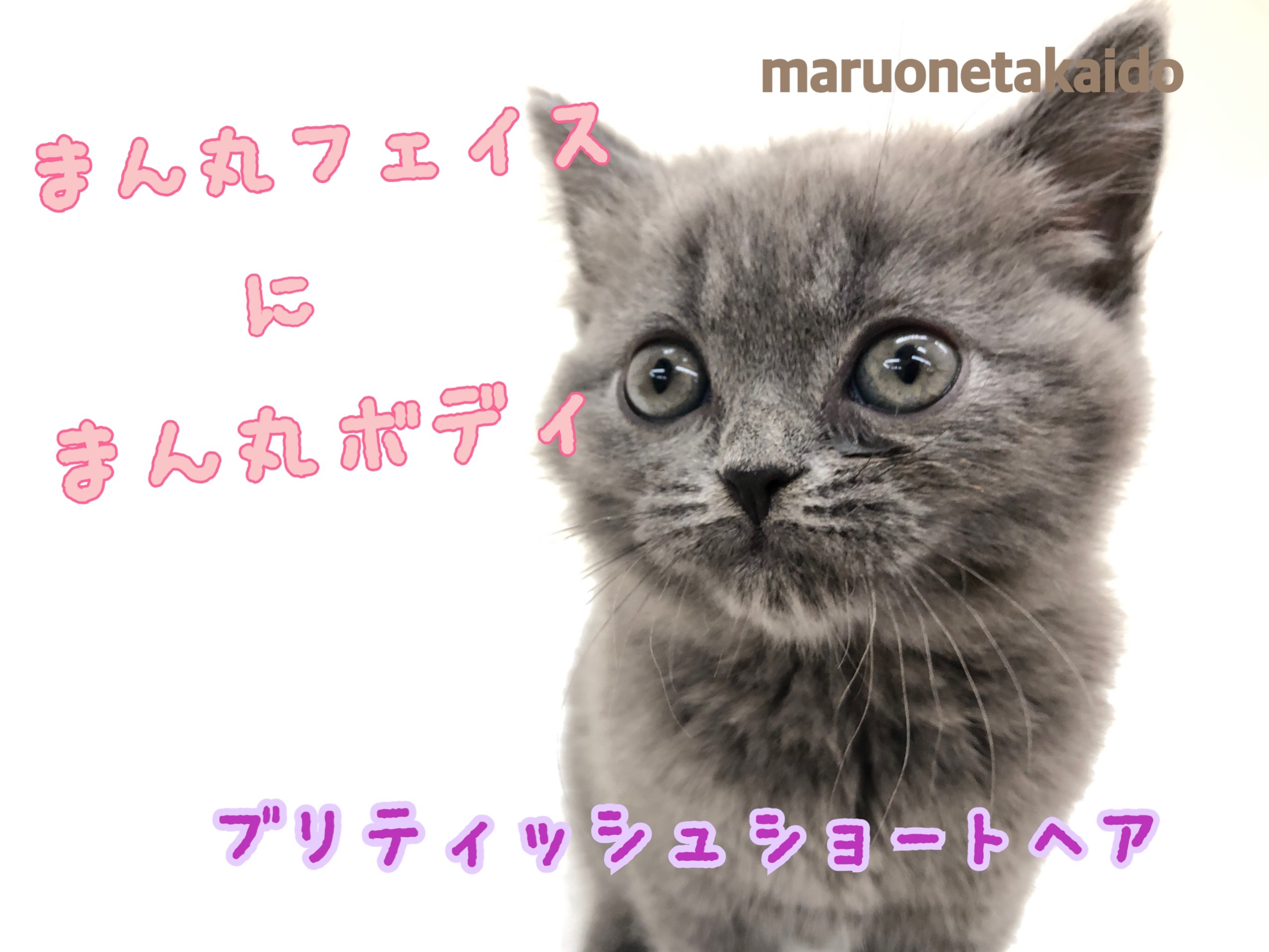 ブリティッシュショートヘア 】まん丸女の子！その体格にあったフードもご紹介！ | マルワンBLOG | ペットショップ マルワン 小さめ子犬  美形な子猫 初心者安心のサポート