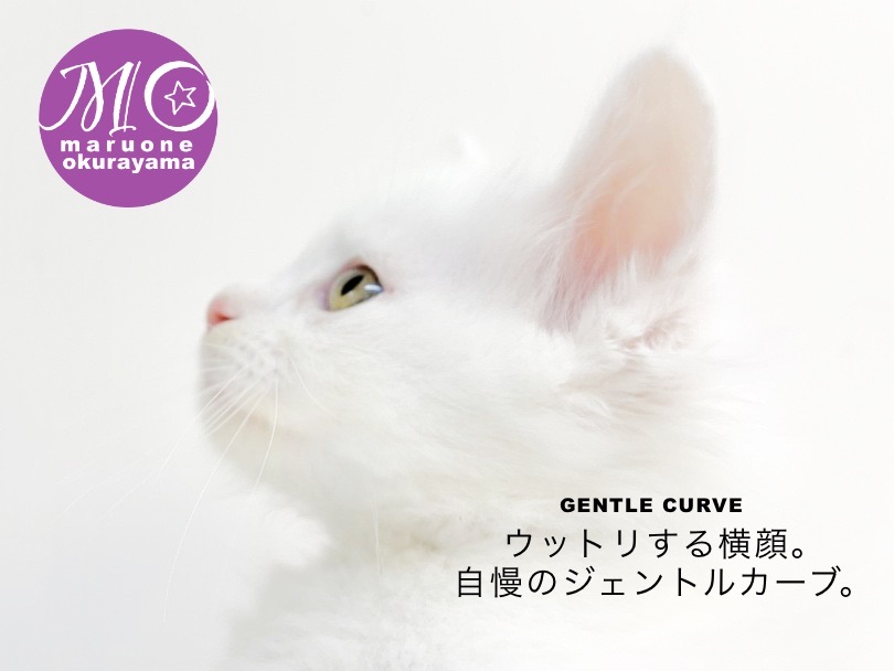 鼻筋の緩やかな流線的な窪みをジェントルカーブと言い大型猫の品種を見分ける大切なポイント | メインクーン （6130993） - 大倉山店