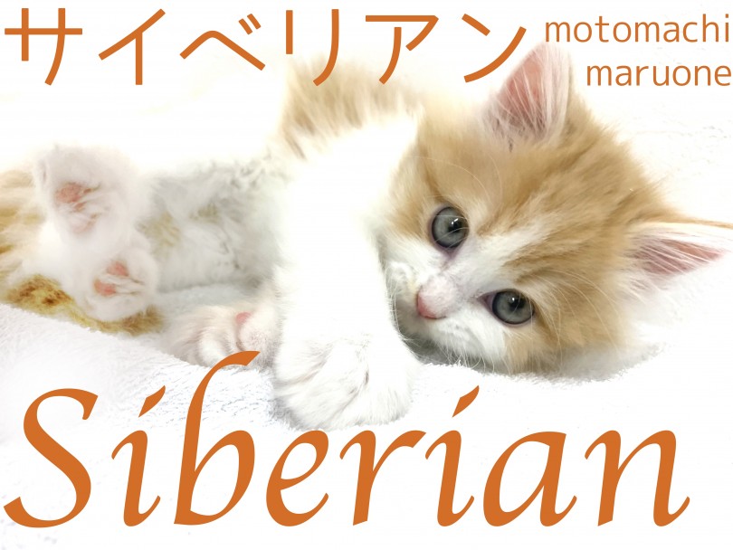 【 サイベリアン 】猫アレルギーの出にくい癒しのもふキャットが横浜元町に上陸！