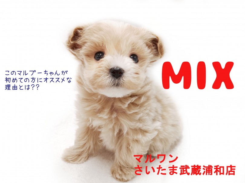 Mix犬 初めて飼うなら絶対このマルプーちゃん その理由とは マルワンblog ペットショップ マルワン 小さめ子犬 美形な子猫 初心者安心のサポート