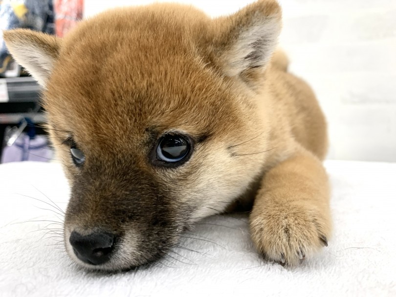 おやつやおもちゃ、その他用品についてもお悩みの事を何でも聞いてください！ | 柴犬 （014346） - 東日暮里店