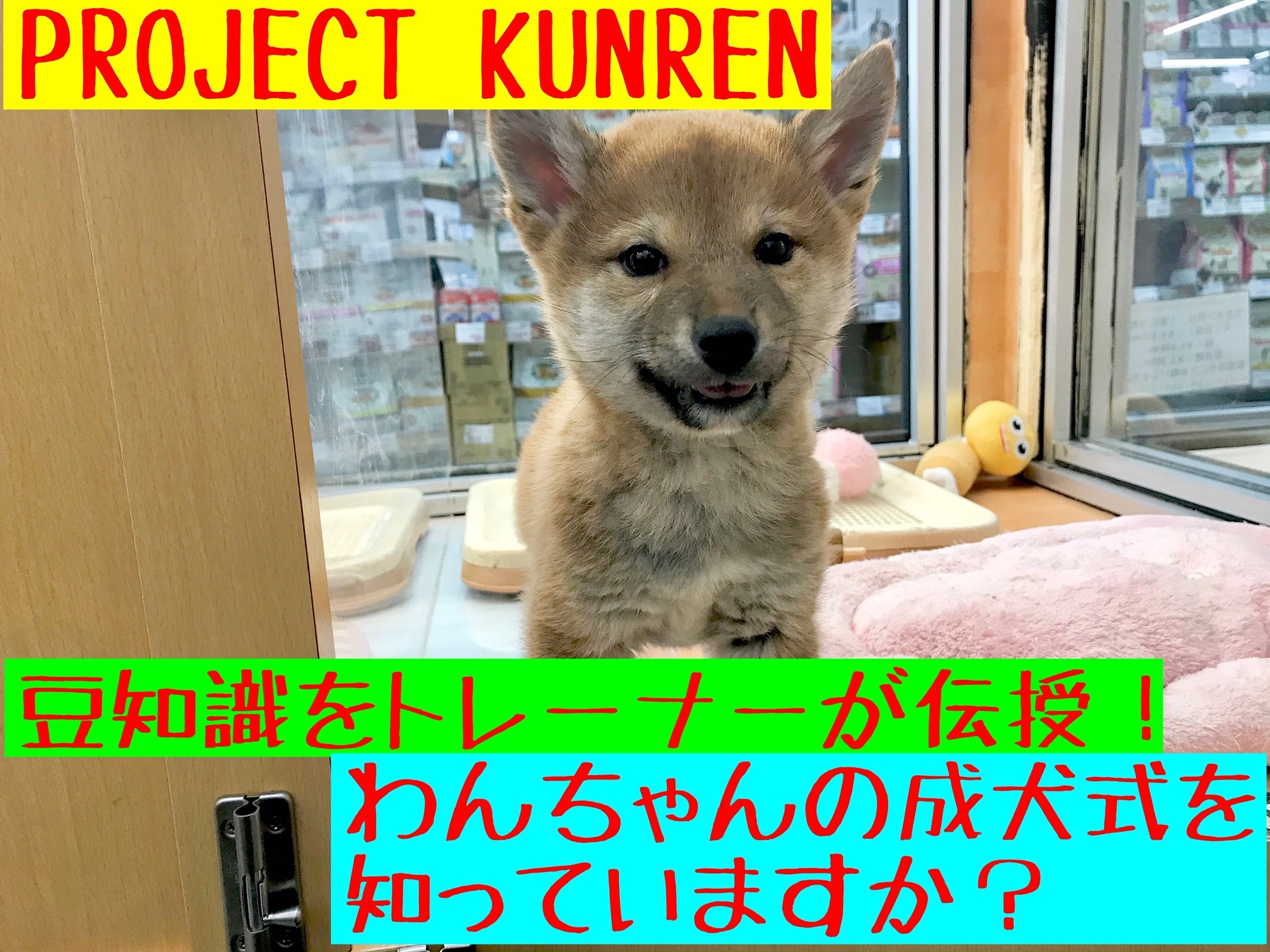 Projectkunren サイズ別で見る成人式ならぬ 成犬式 はいつ マルワンblog ペットショップ マルワン 小さめ子犬 美形な子猫 初心者安心のサポート